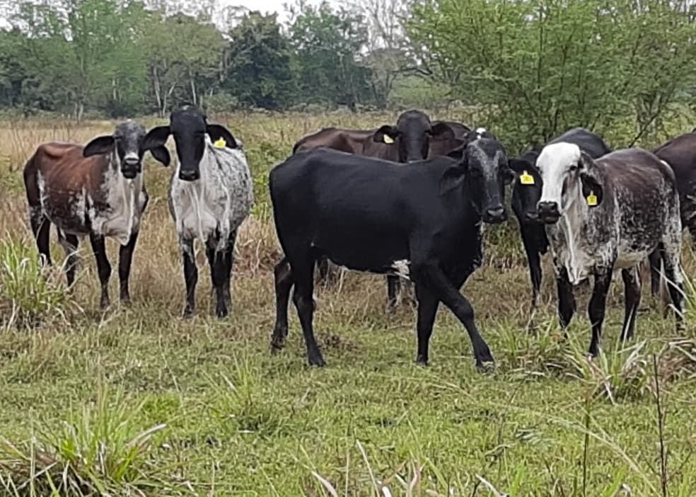 Venta de novillas girolandasf1 y 5/8 excelente clase y genetica lechera — 1