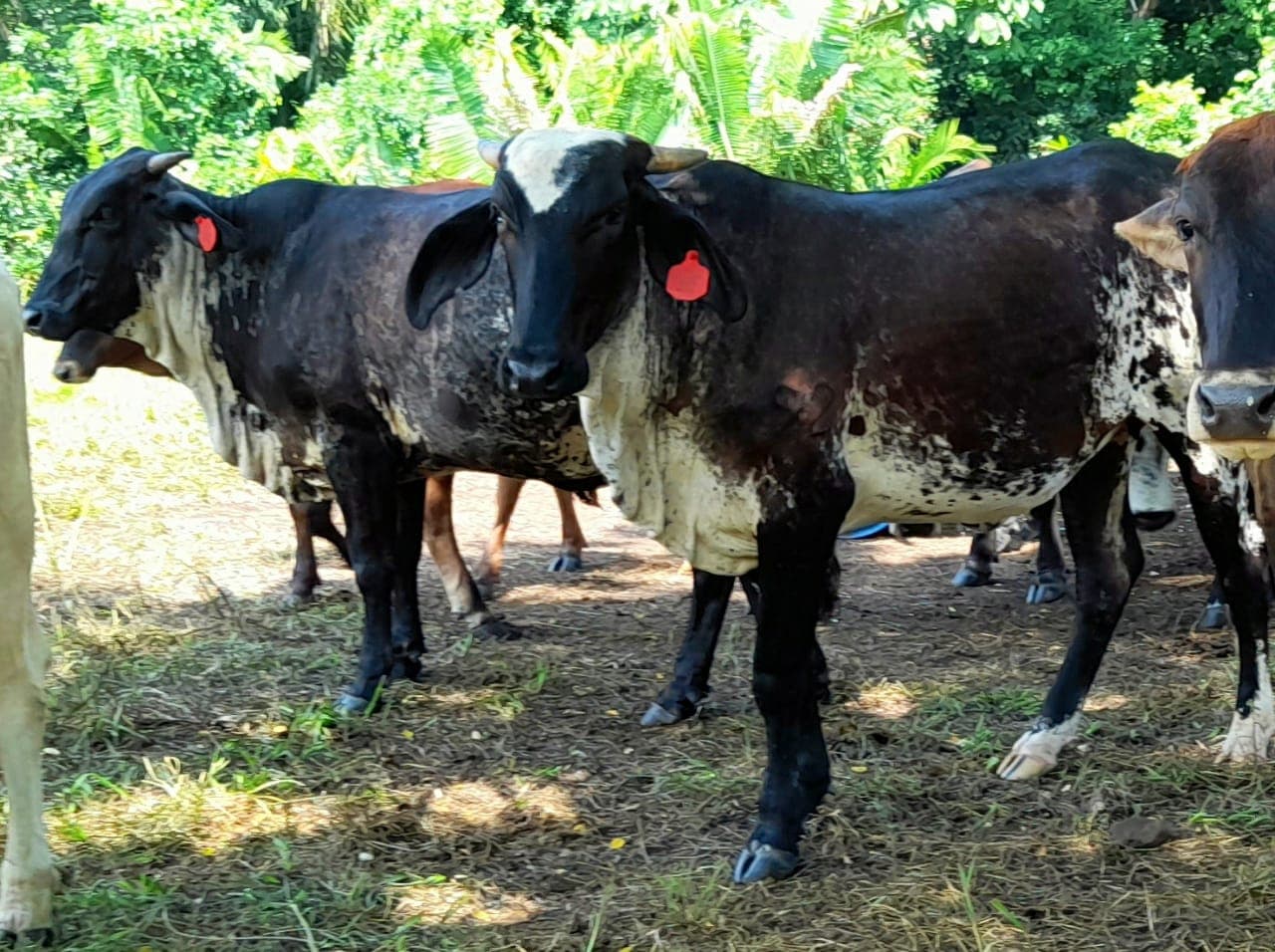 venta de novillas girolandasf1 y 5/8 excelente clase y genetica lechera inf transporte y envios a todo el pais ventas online — 1