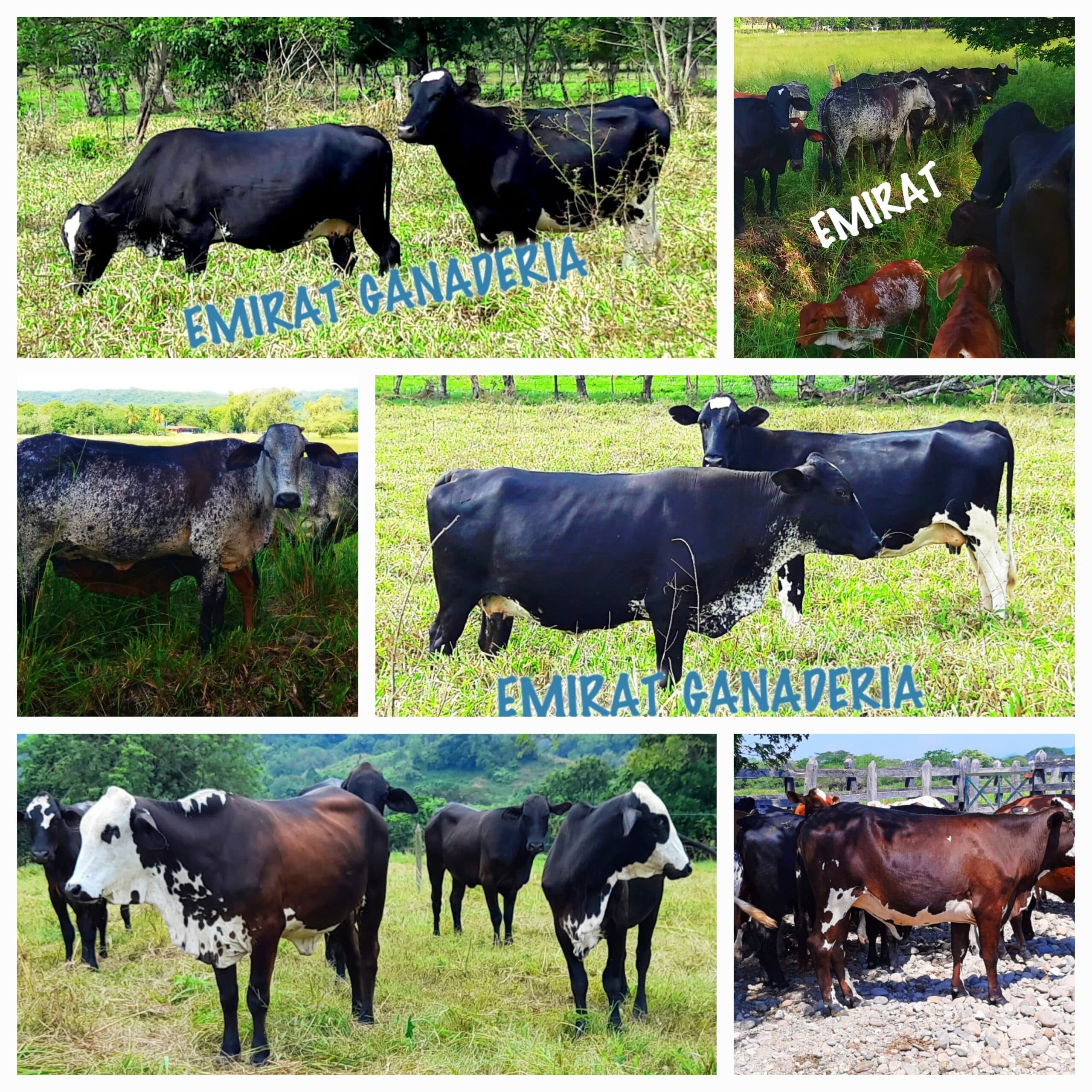 Venta de novillas giroland f1 y 5/8 inf transporte y envios a todo el pais — 1