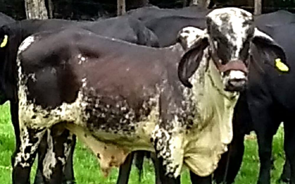 venta de toretes y toros razas gyr brasil girolandos plus — 1