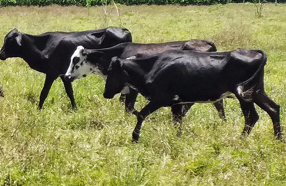 venta de terneras tipo leche giroland f1 y holstein 5/8 — 1