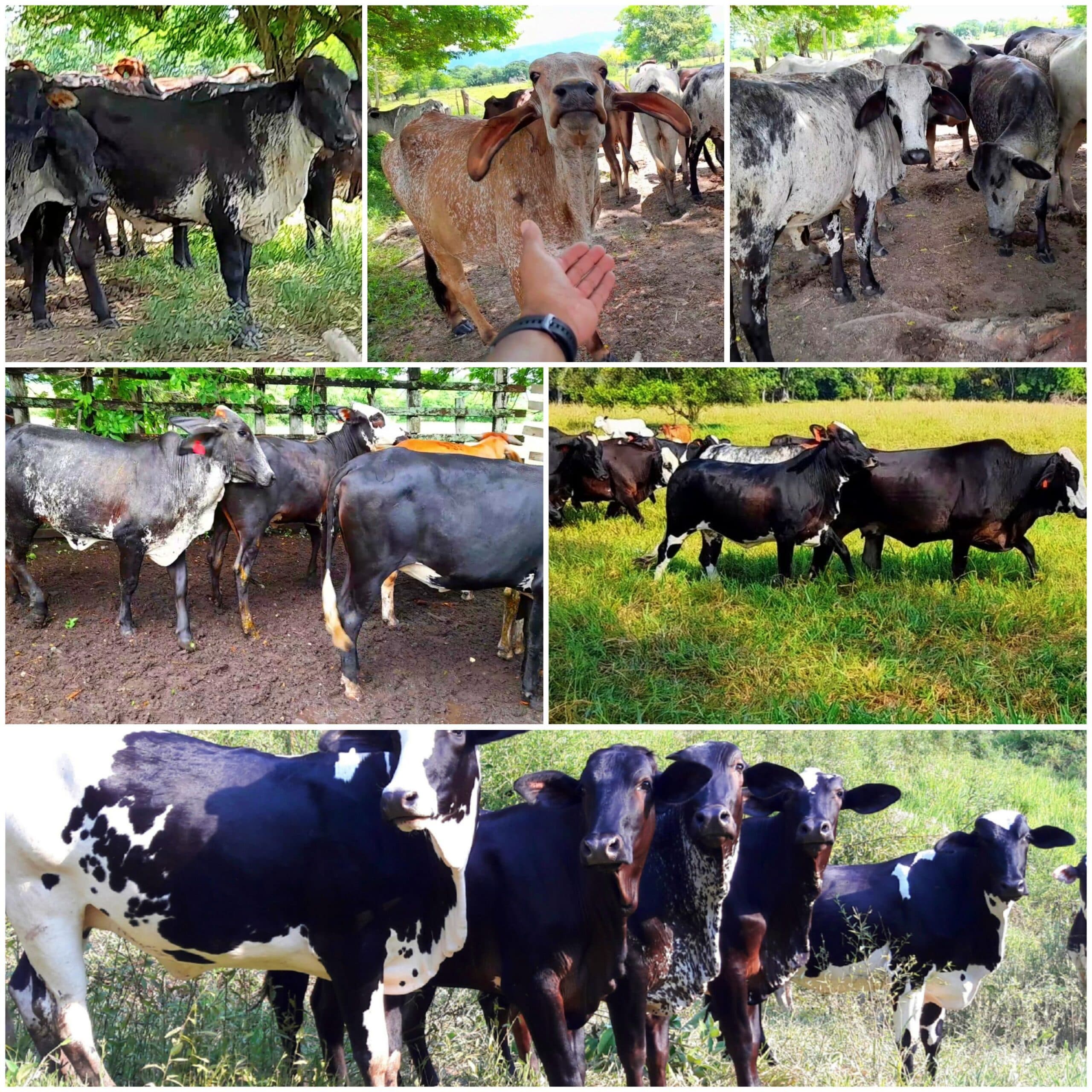venta de novillas girolandasf1 y 5/8 excelente clase y genetica lechera inf transporte y envios a todo el pais ventas online