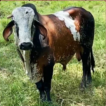 Venta de toros y toretes razas gyr brasil girolndos plus — 1