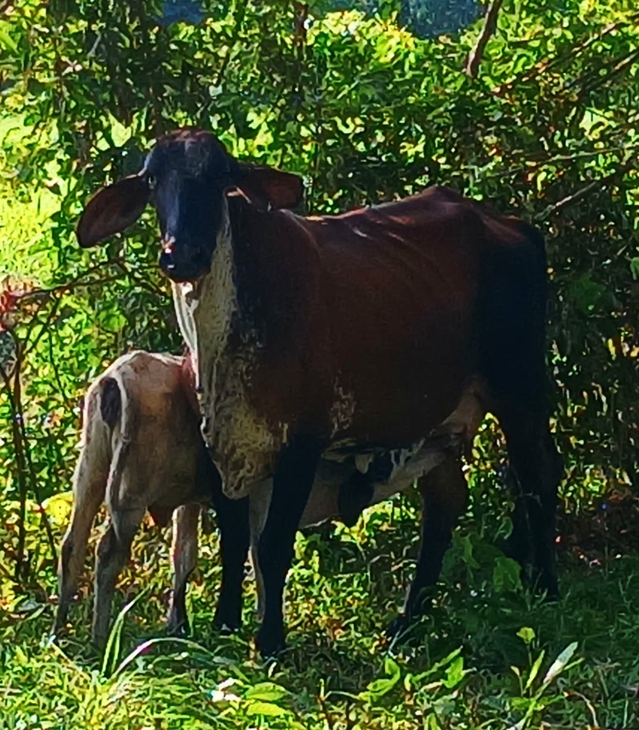 Venta de novillas y vacas giroland f1 y 5/8 excelente clase y genetica inf col transporte y envios a todo el pais y fuera ventas online y presencial — 1