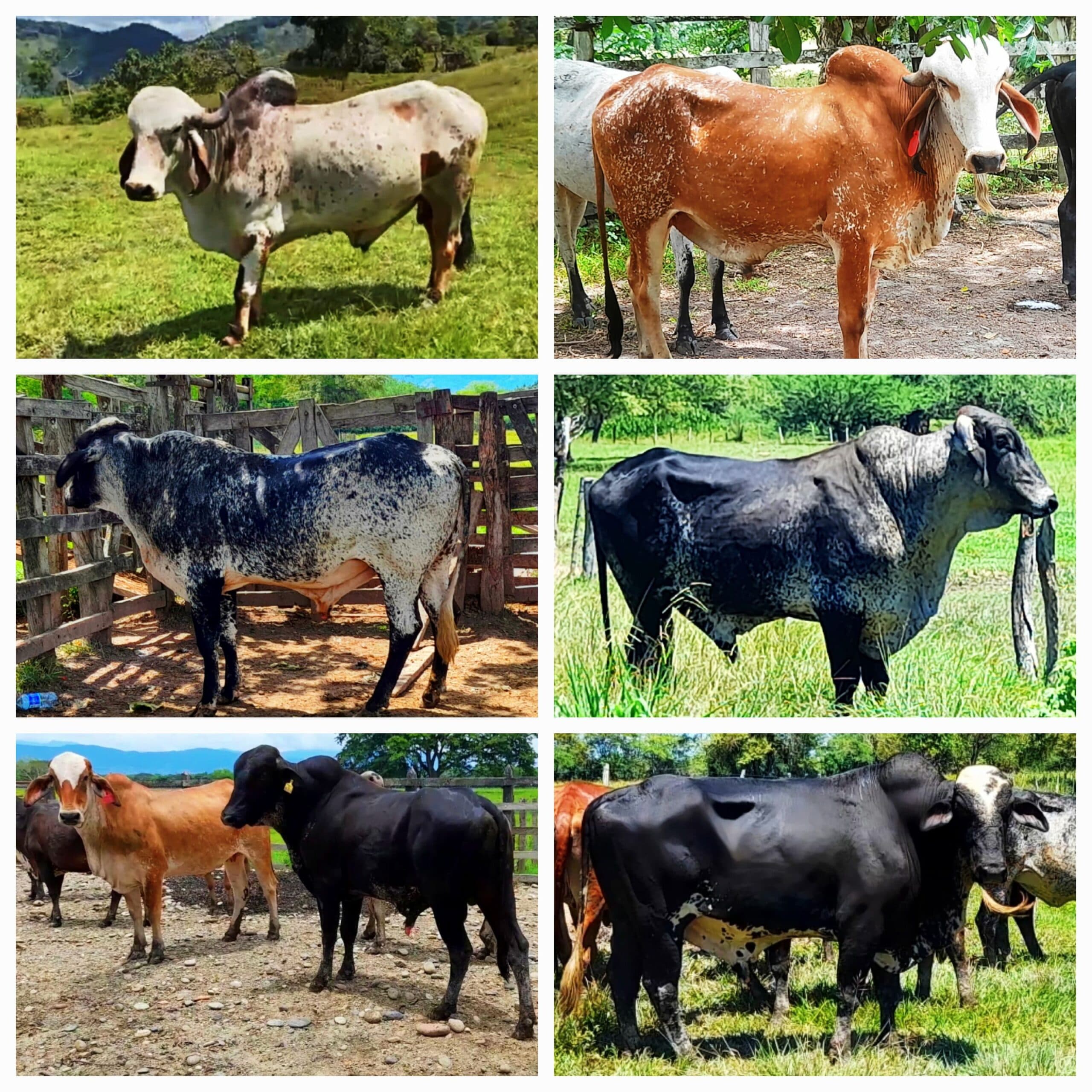 Venta de toros y toretes tipo leche razas gyr brasil giroland plus holstein inf — 1