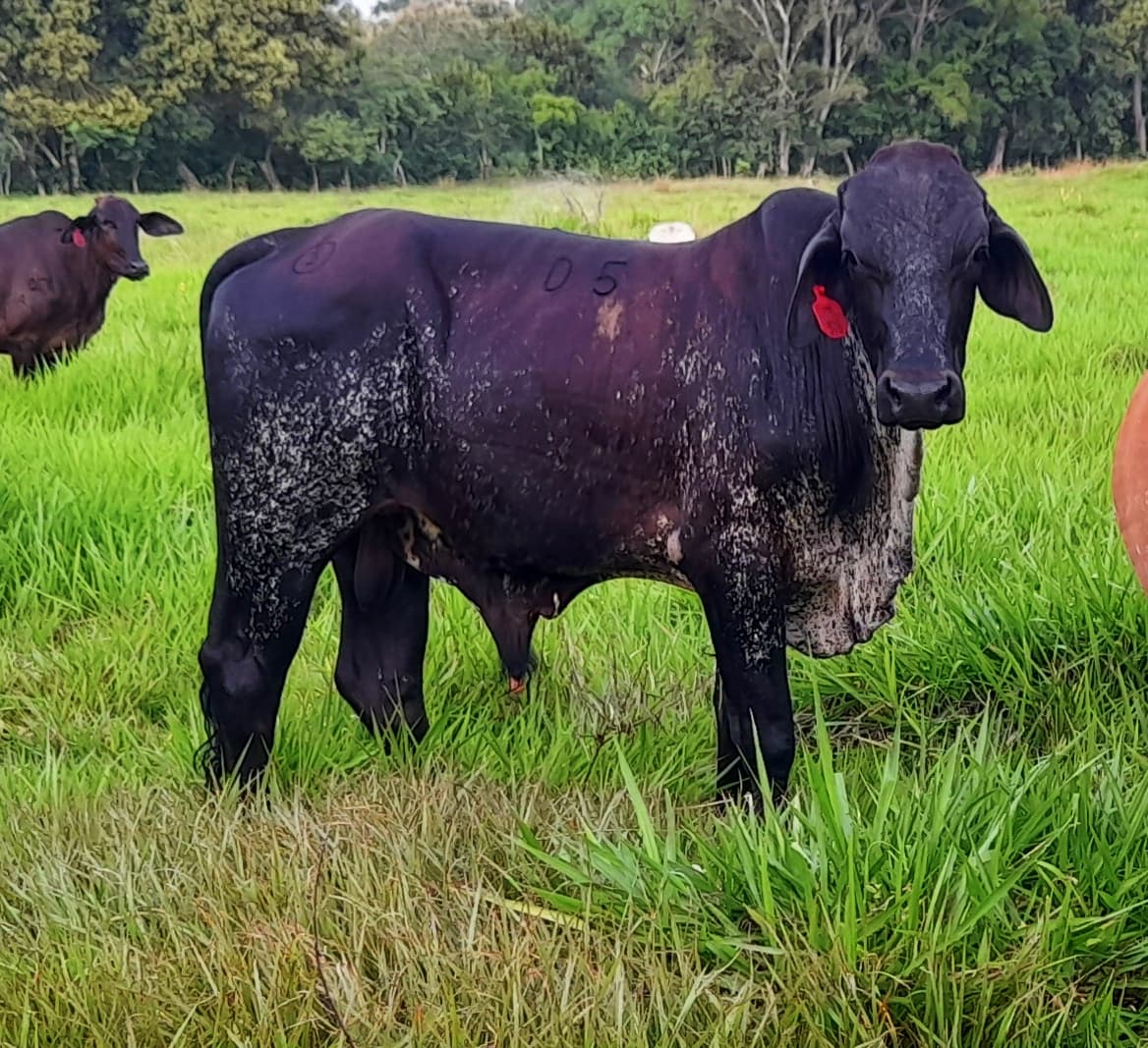 Venta de toros y toretes gyr brasil y girolando plus excelente clase inf transporte y envios a todo el pais ventas online — 1