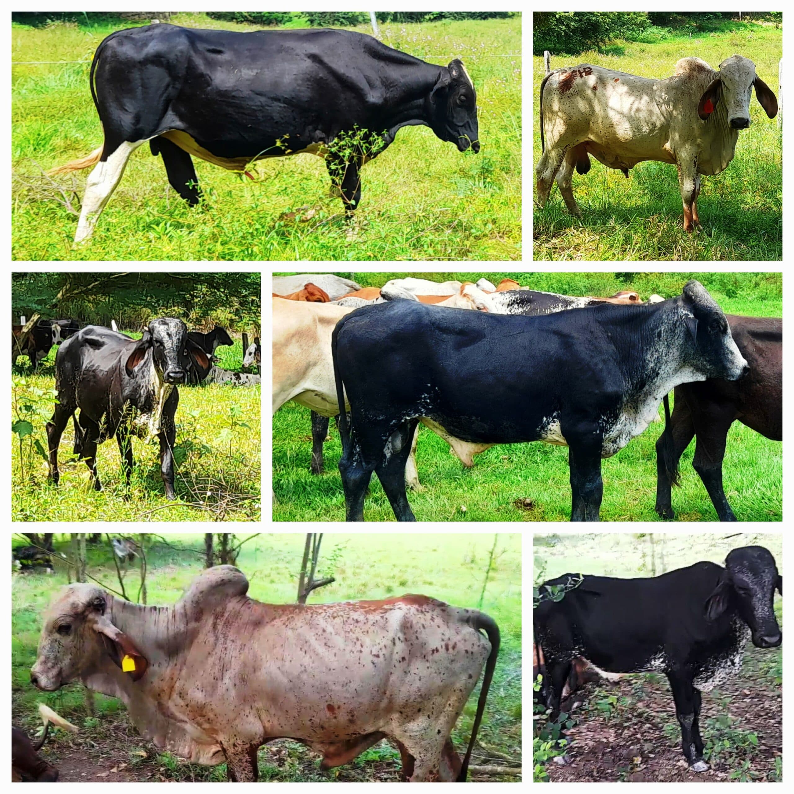 Venta de toros y toretes tipo leche razas gyr brasil giroland plus holstein inf — 1
