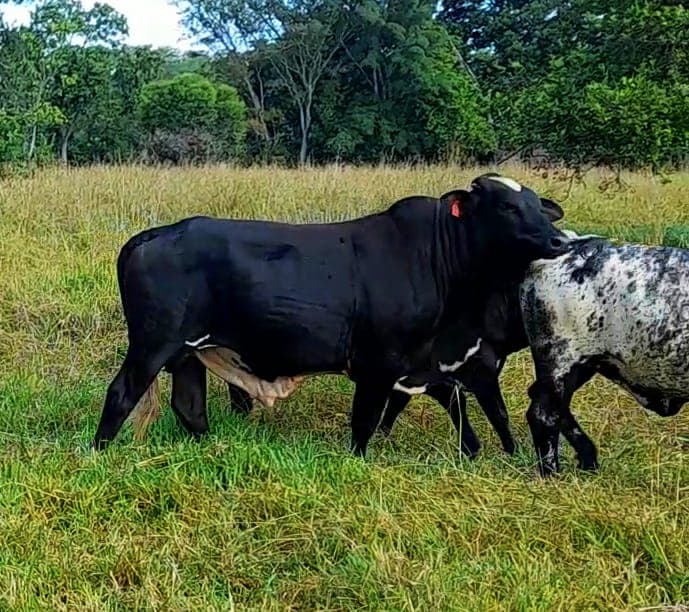 Venta de toros y toretes razas gyr brasil girolndos plus