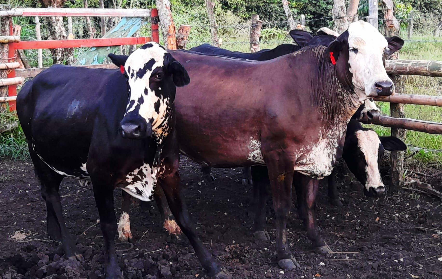 venta de novillas girolandasf1 y 5/8 excelente clase y genetica lechera inf transporte y envios a todo el pais ventas online — 1