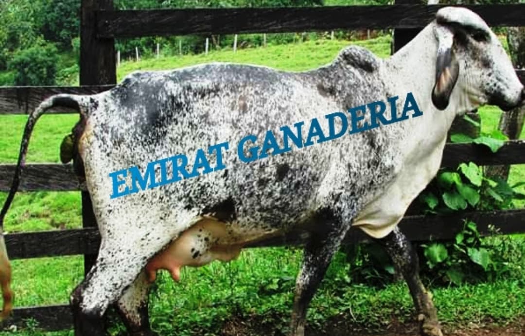 Venta de novillas giroland f1 y 5/8 inf transporte y envios a todo el pais — 1