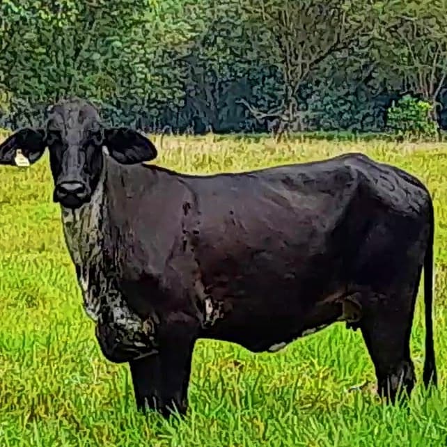 Venta de novillas y vacas girolandas f1 — 1