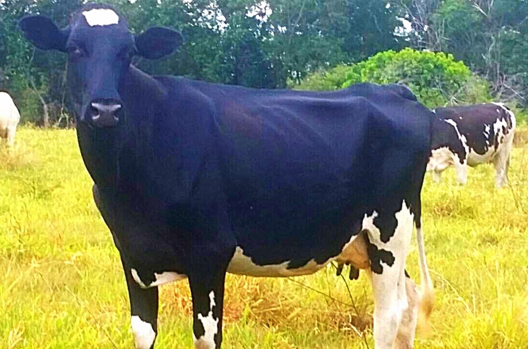 venta de novillas girolandasf1 y 5/8 excelente clase y genetica lechera inf transporte y envios a todo el pais ventas online