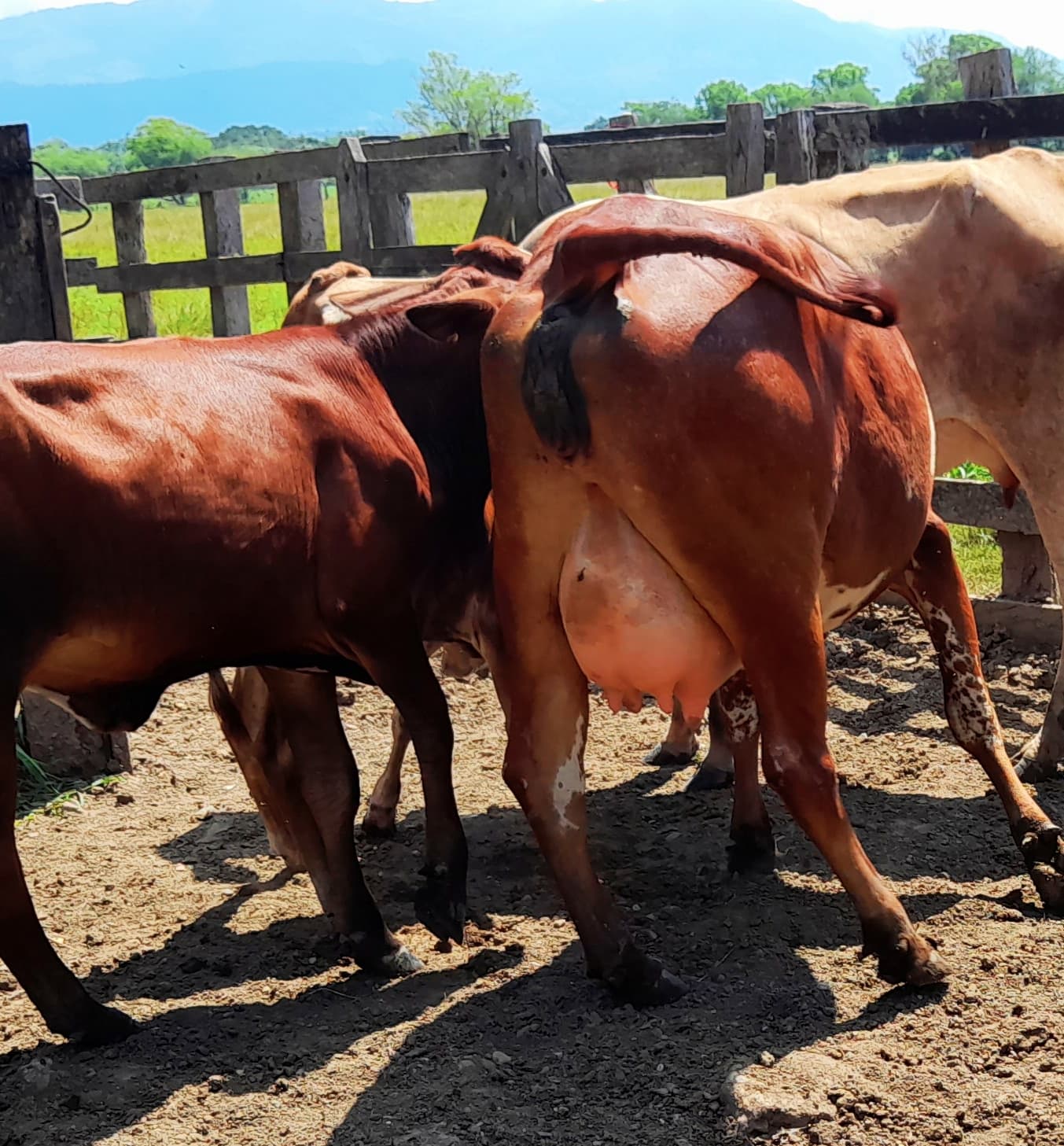 Vventa de novillas girolandasf1 y 5/8 excelente clase y genetica lechera inf transporte y envios a todo el pais ventas online — 1