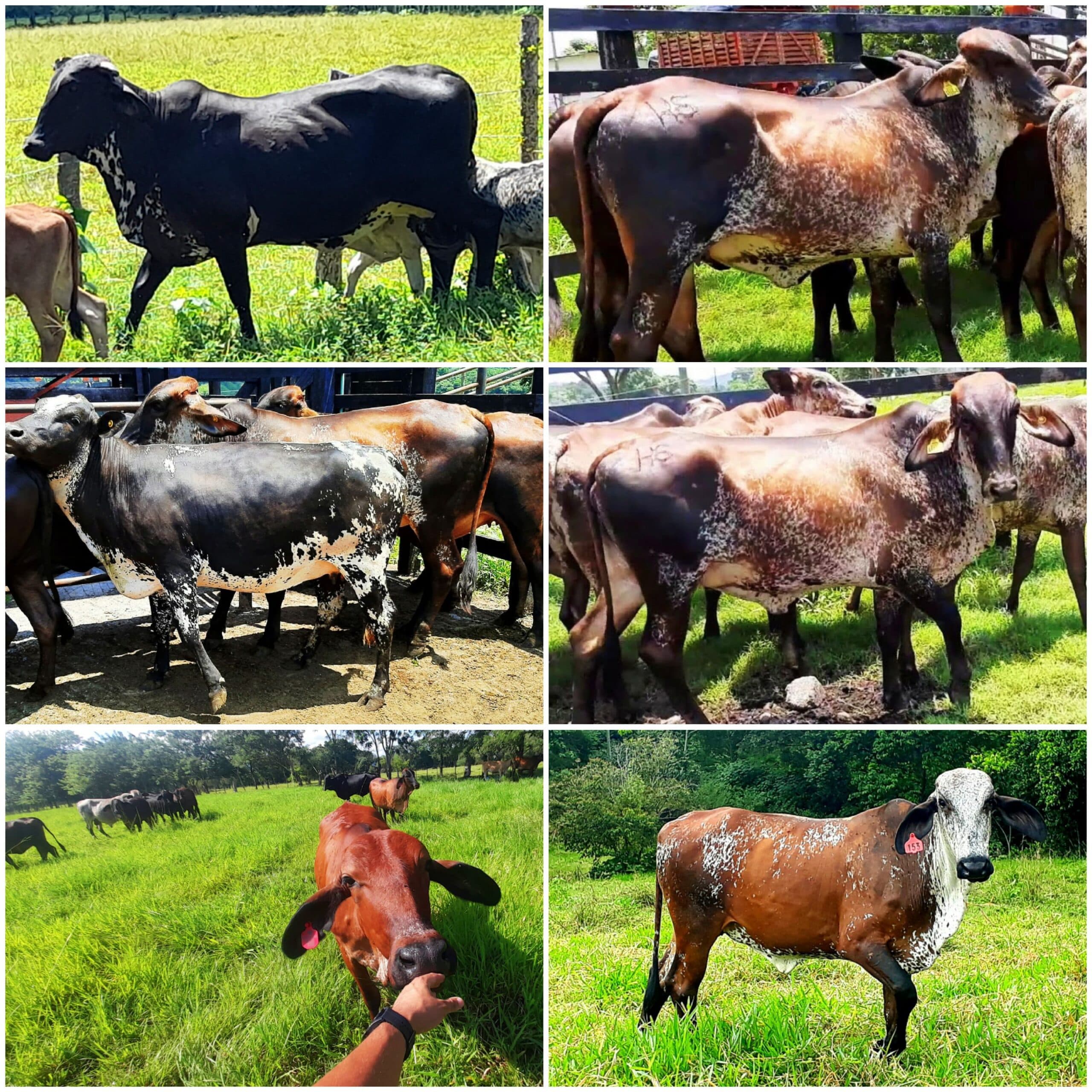 venta de novillas girolandasf1 y 5/8 excelente clase y genetica lechera inf transporte y envios a todo el pais ventas online