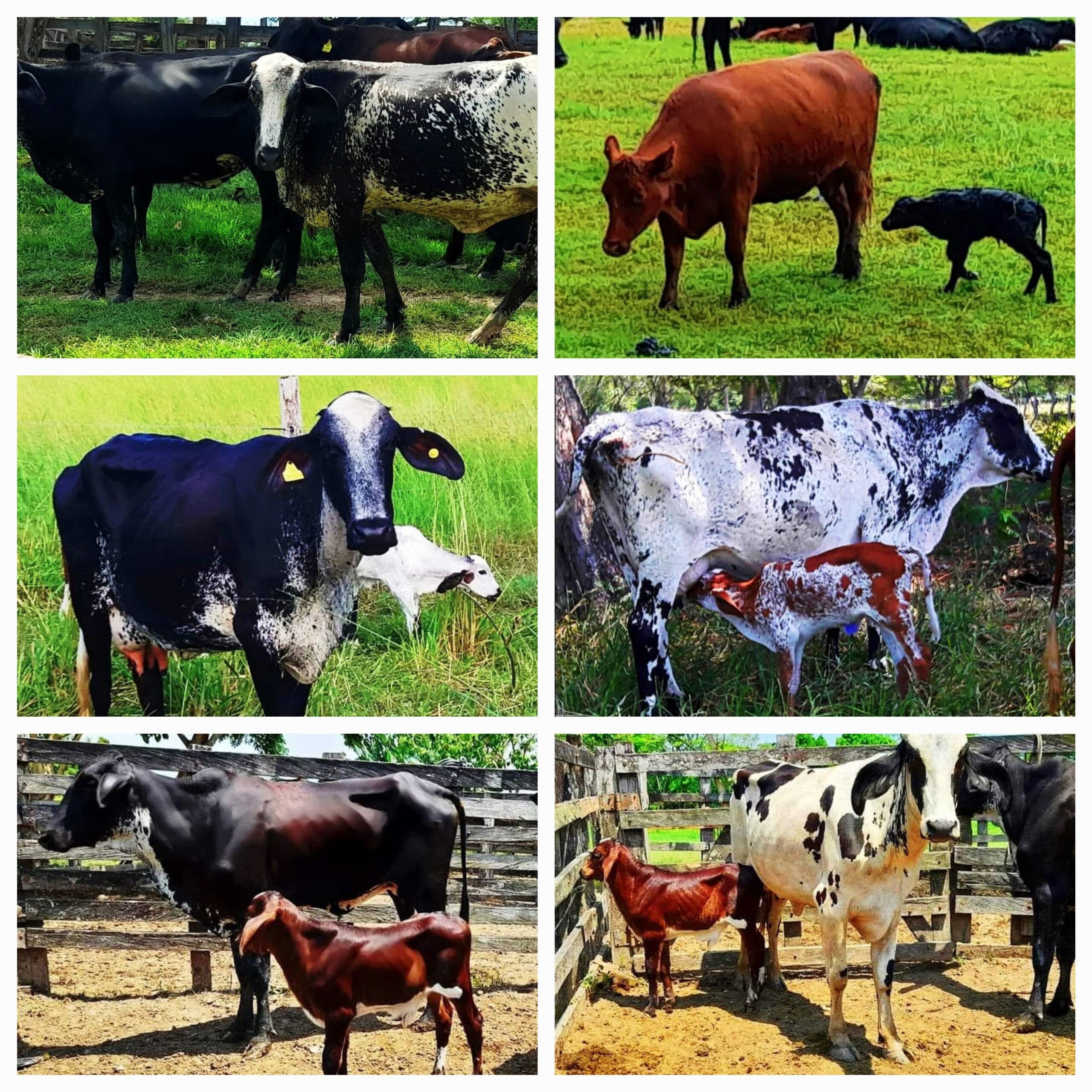 Venta de novillas y vacas giroland f1 y 5/8 excelente clase y genetica inf transporte y envios a todo el pais — 1