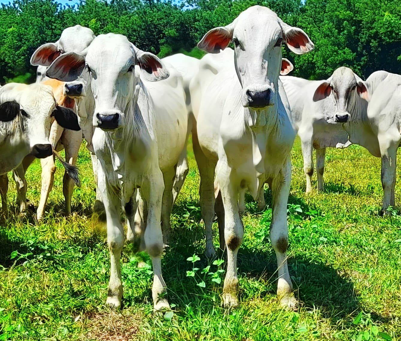 Venta de terneras brahaman blanco pie de cria inf — 1