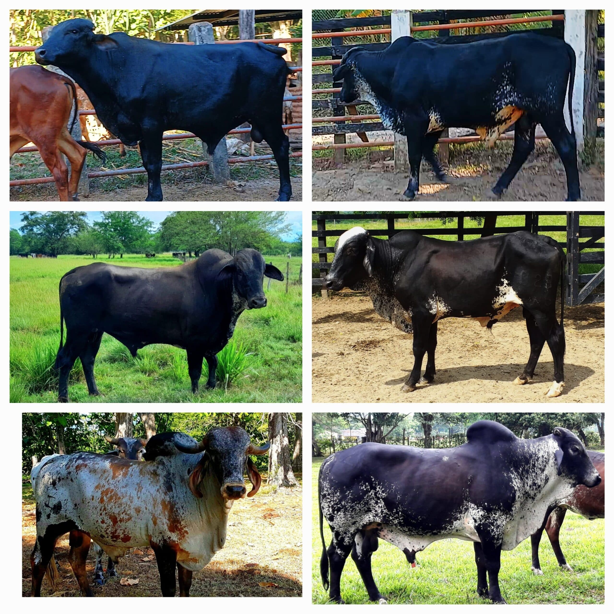 Venta de toros y toretes razas gyr brasil giroland plus holstein trop inf transporte y envios a todo el pais — 1