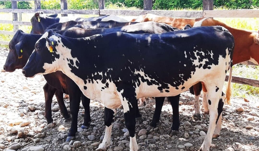Venta de novillas giroland f1 y 5/8 inf transporte y envios a todo el pais — 1