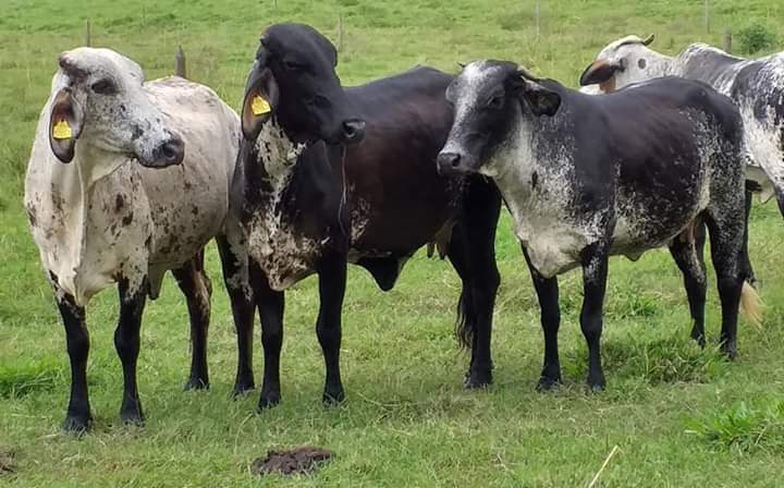 Venta de novillas girolandasf1 y 5/8 excelente clase y genetica lechera inf transporte y envios a todk el pais ventas online — 1