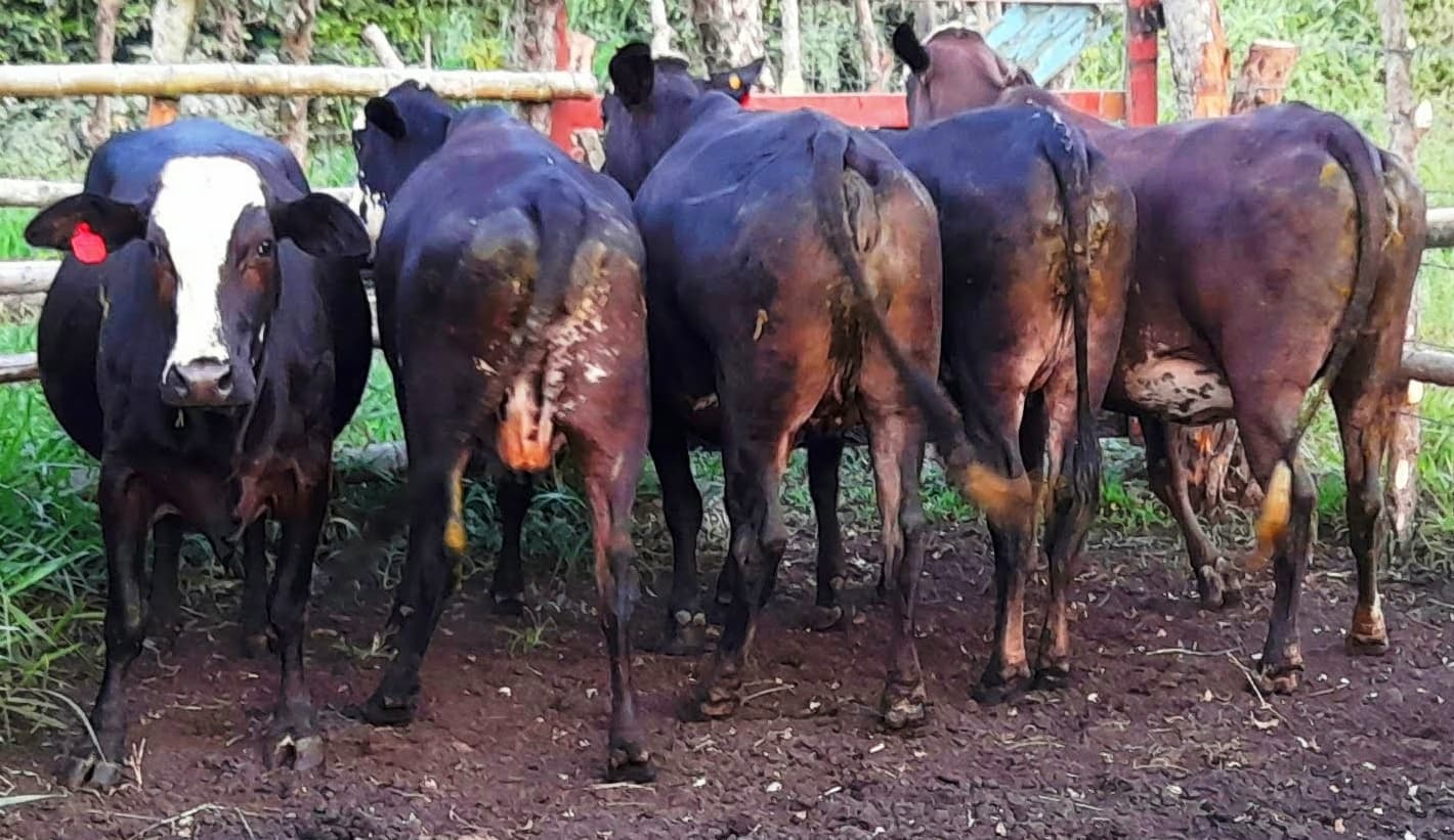 venta de novillas girolandasf1 y 5/8 excelente clase y genetica lechera inf transporte y envios a todo el pais ventas online