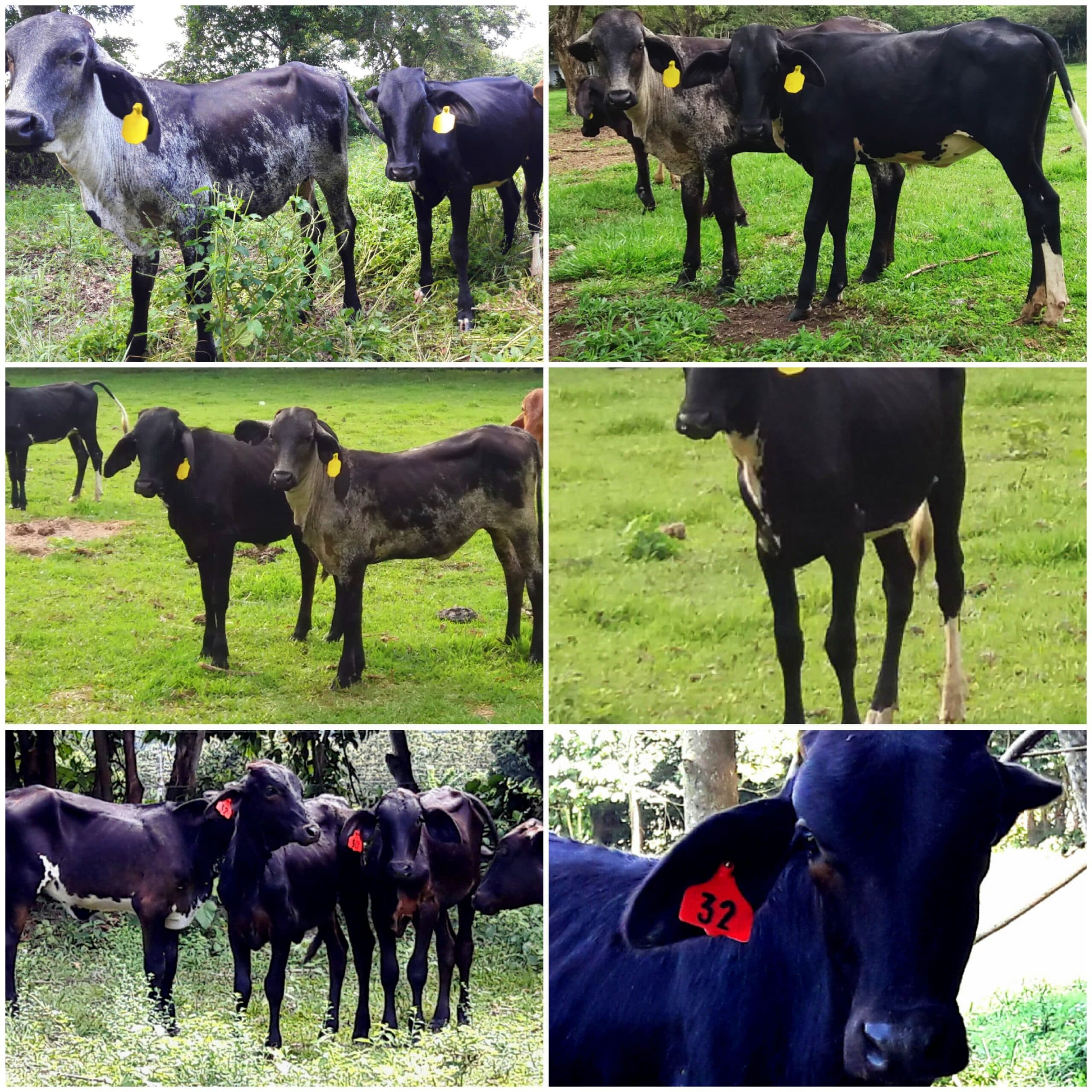 Venta de terneras girolandasf1 y 5/8 tipo leche excelenye clase y genetica inf transporte y envios a todo el pais ventas online