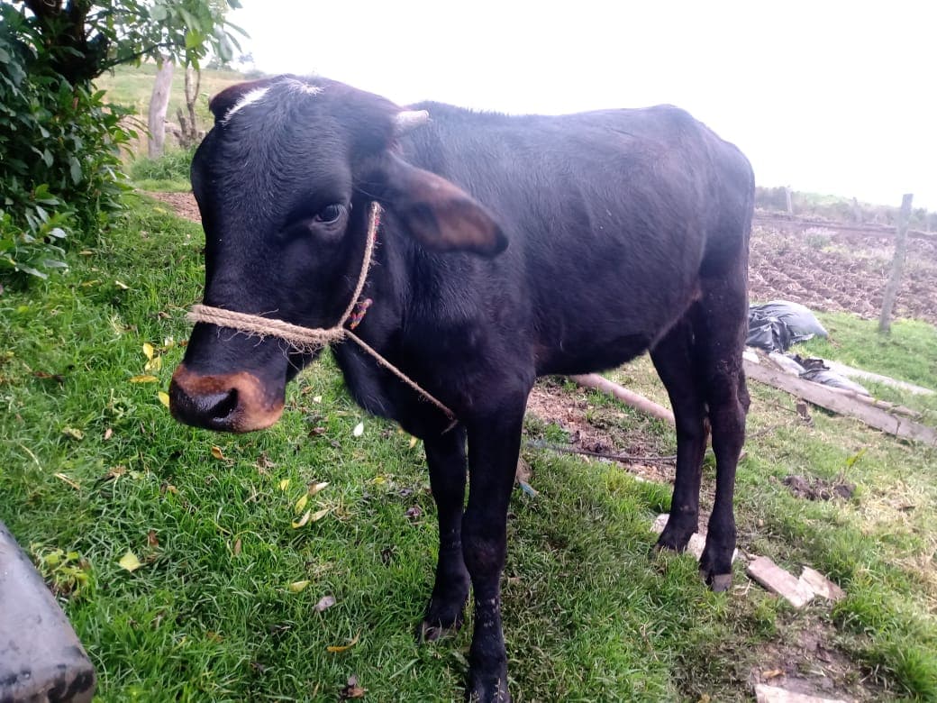 Venta de novilla gyr