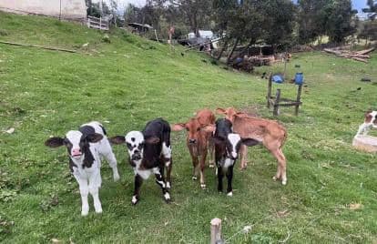 Son 9 terneras hembras de dos meses — 1