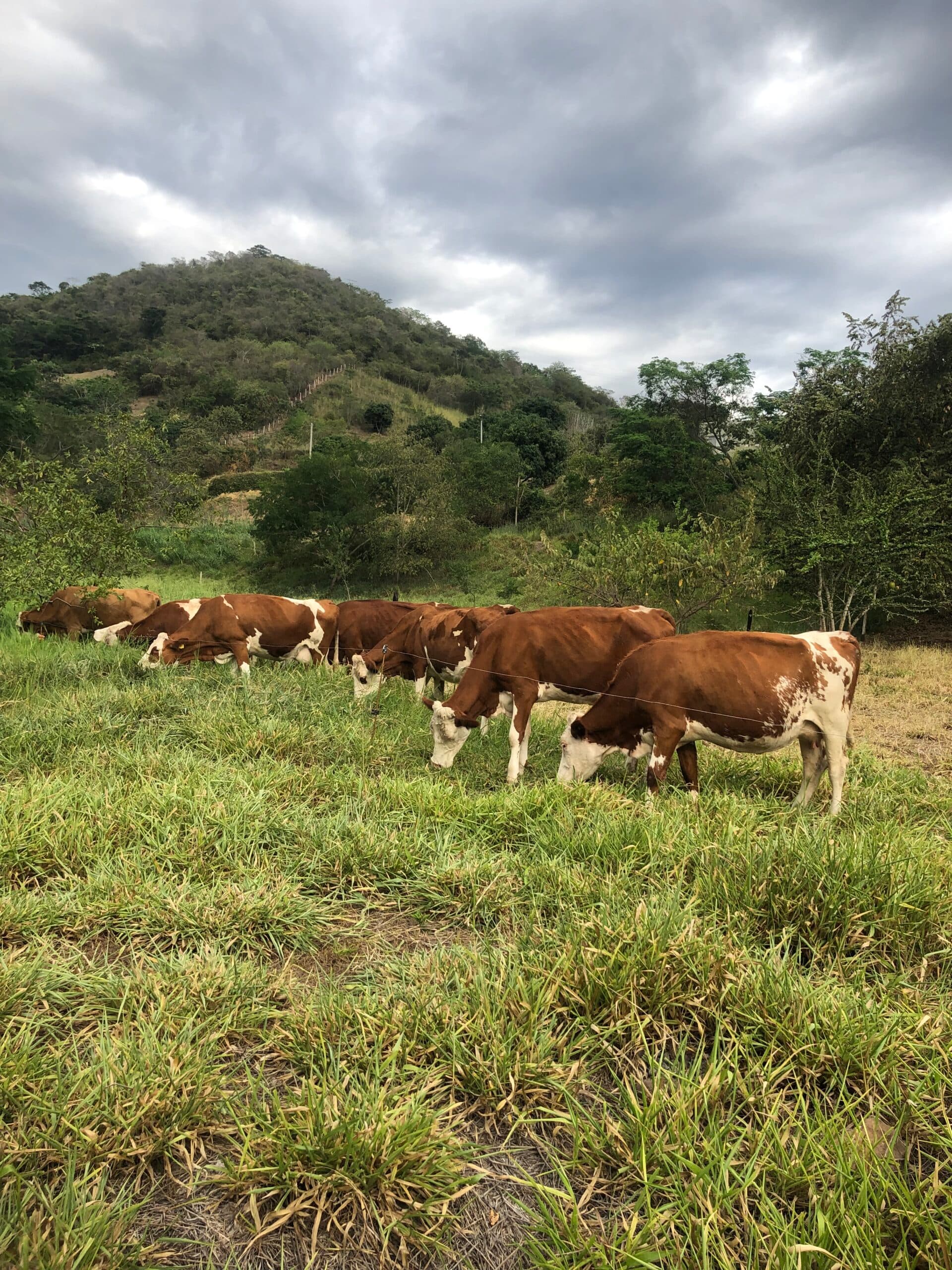 VENTA DE VACAS, NOVILLAS Y TERNERAS SIMMENTAL ADAPTADAS A TRÓPICO BAJO — 1