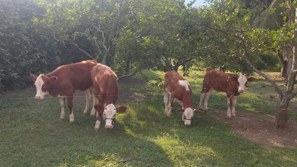 VENTA DE TERNERAS SIMMENTAL PURAS DIFERENTES EDADES — 1