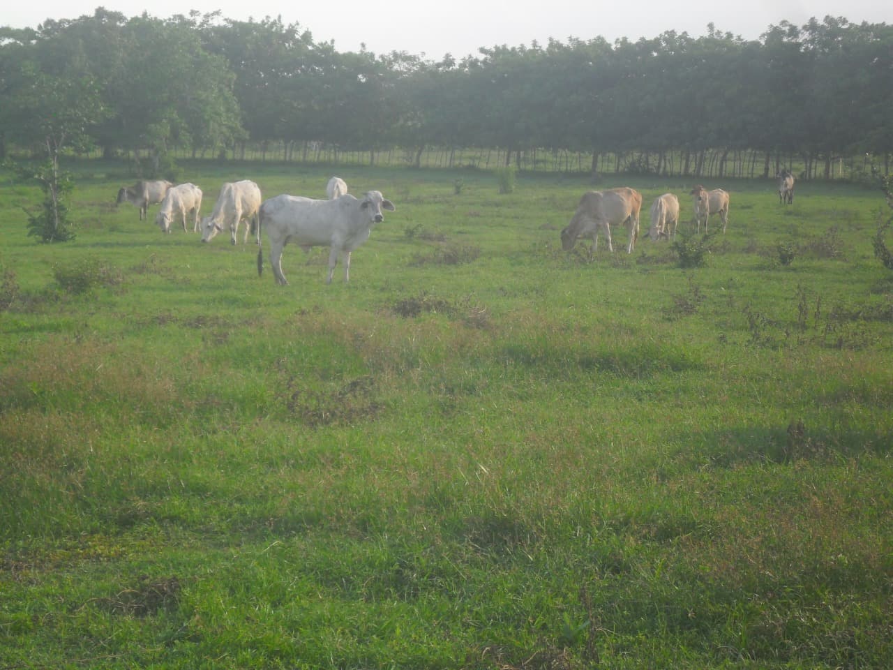 Venta 14 vacas cebú preñadas — 1