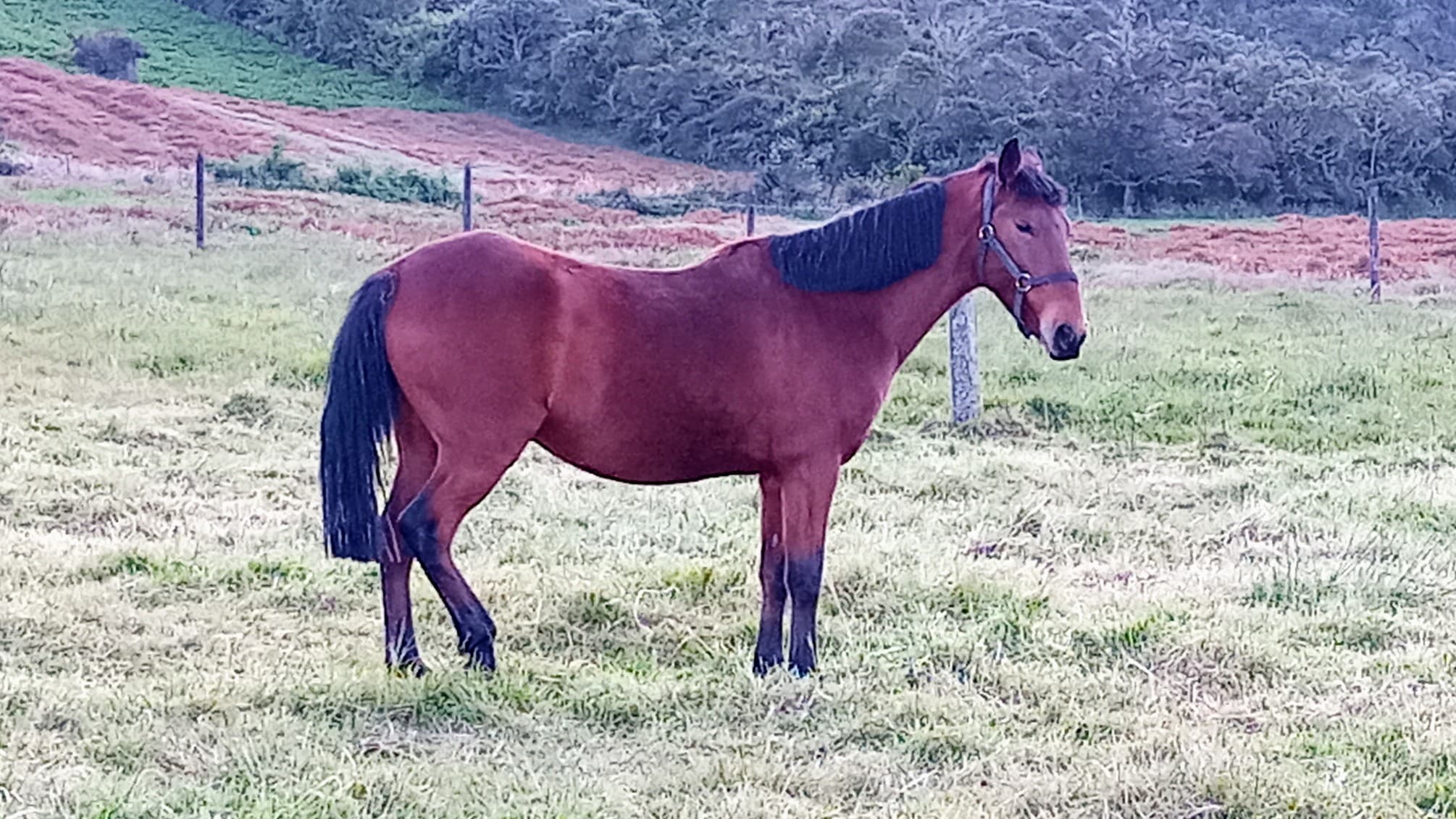 Caballo Criollo Capado
