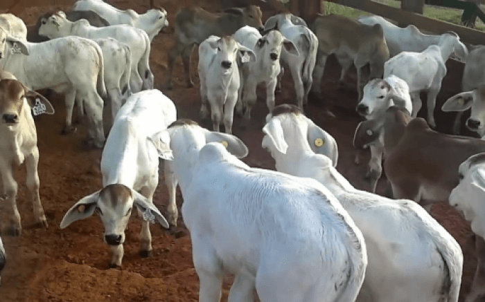 Brahman F1 Cow/Calf Pairs — 1