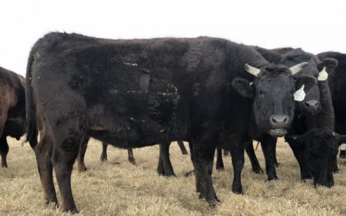 Angus Cross, Brahman, Hereford, Hereford Cross, Wagyu Cows — 1