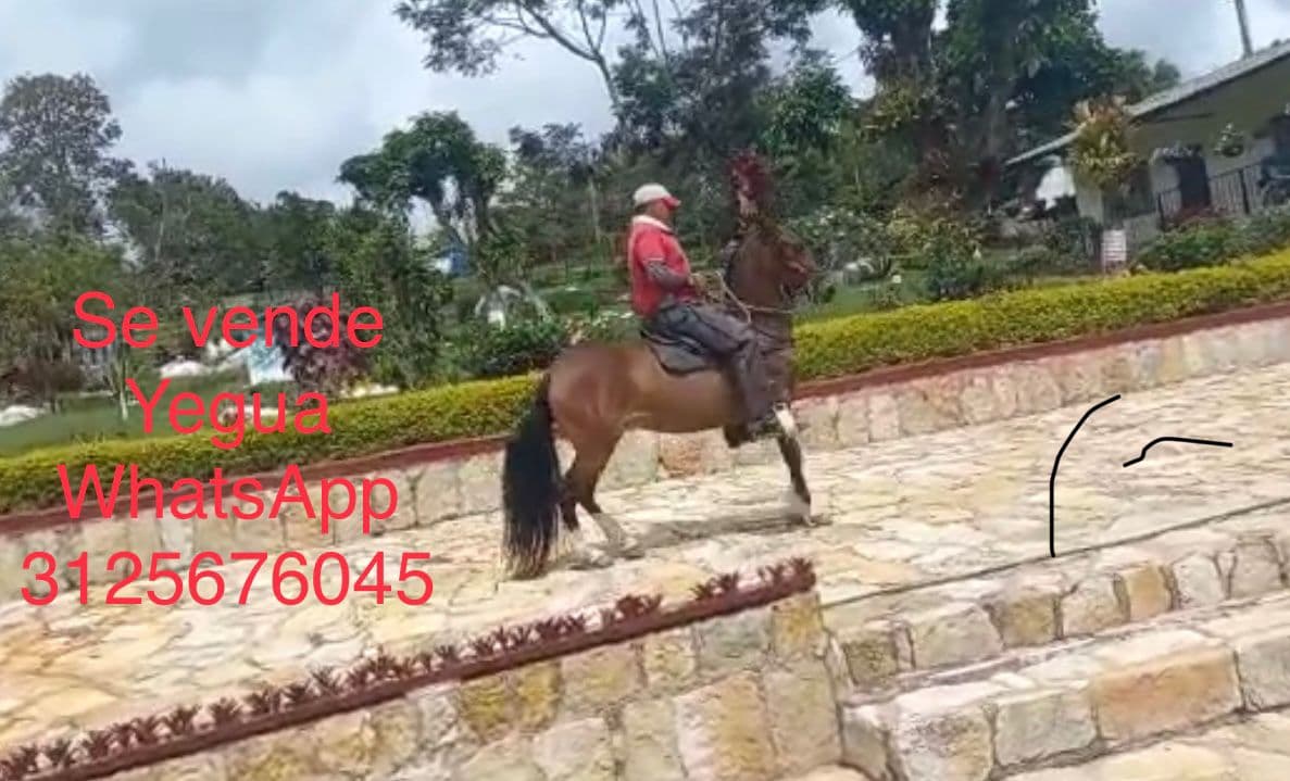 Se vende Yegua — 1