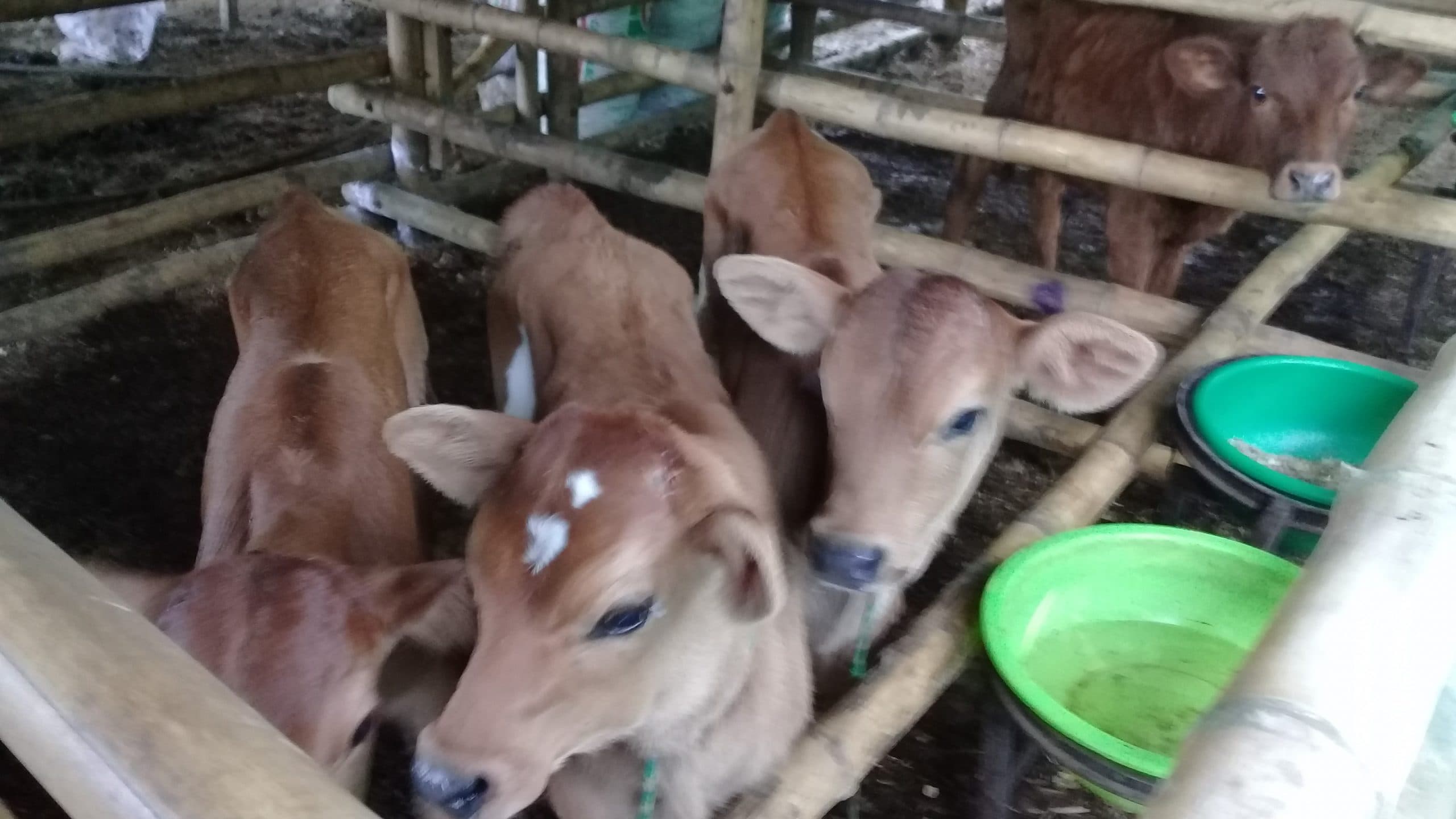 vendo lindos terneros
