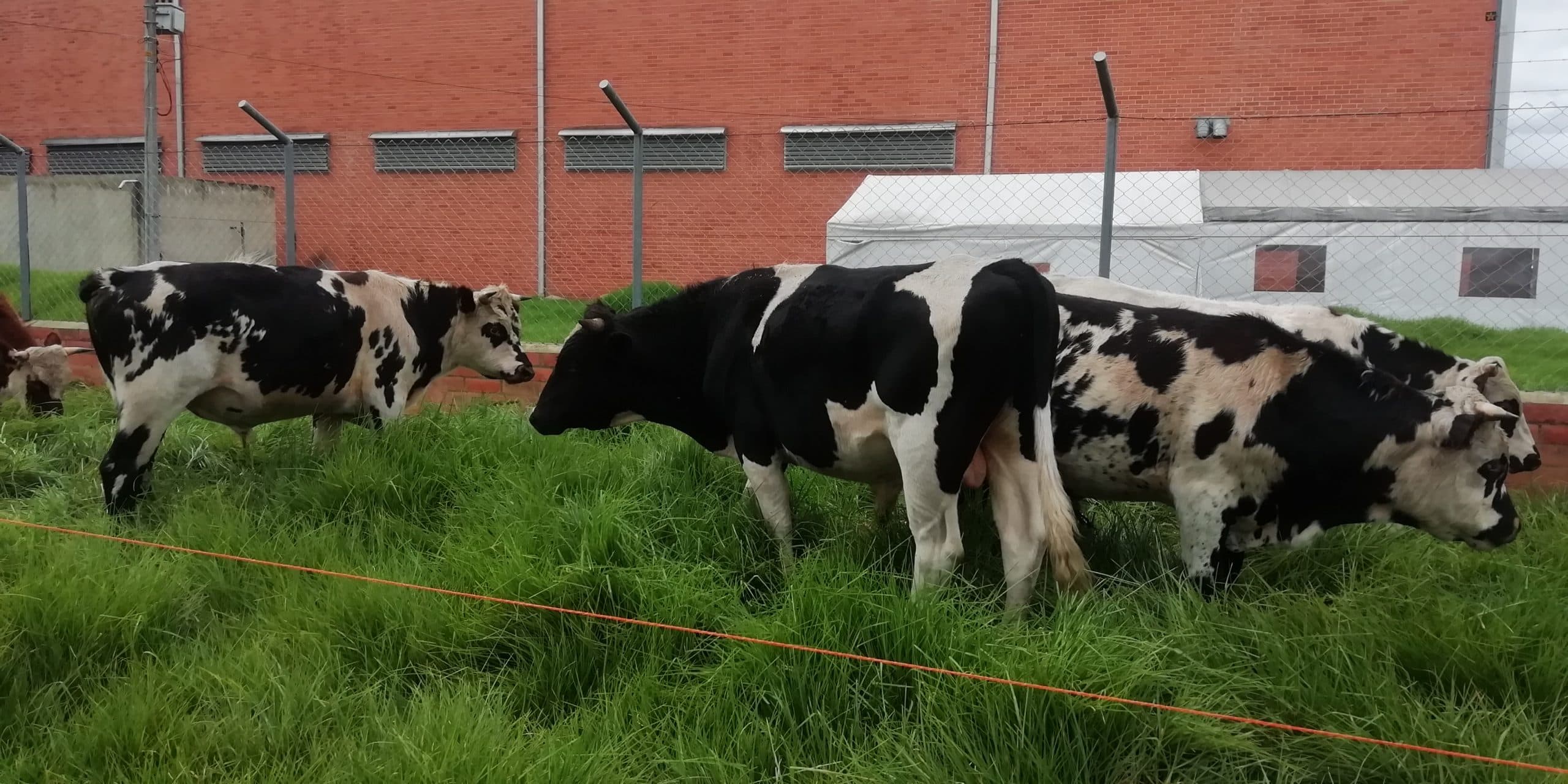 Vendo novillos para levante