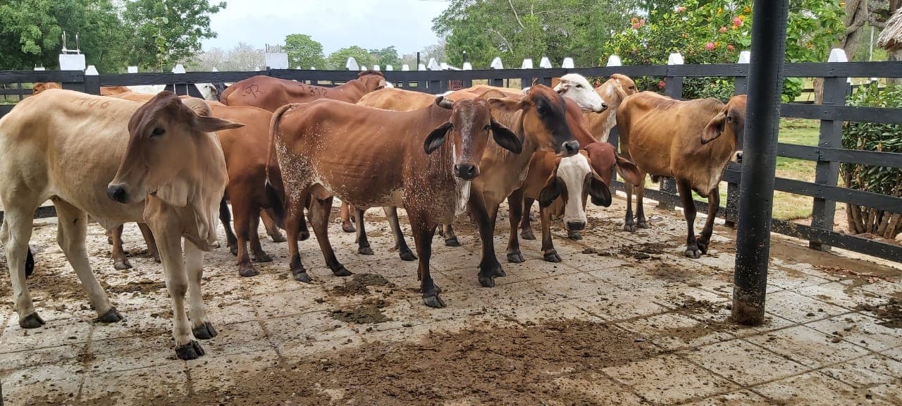 se vende novillas tipo leche preñadas ! — 1
