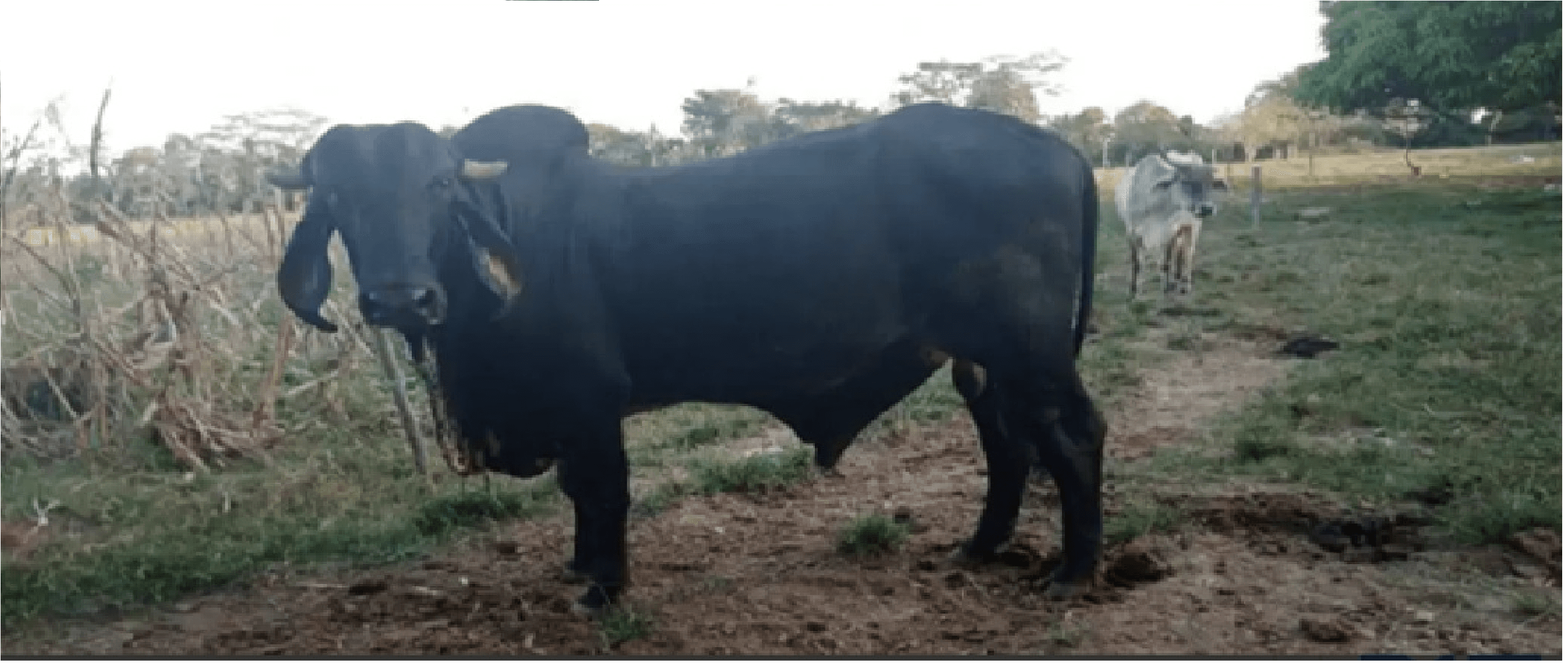 Hermoso Toro Gyr Lechero