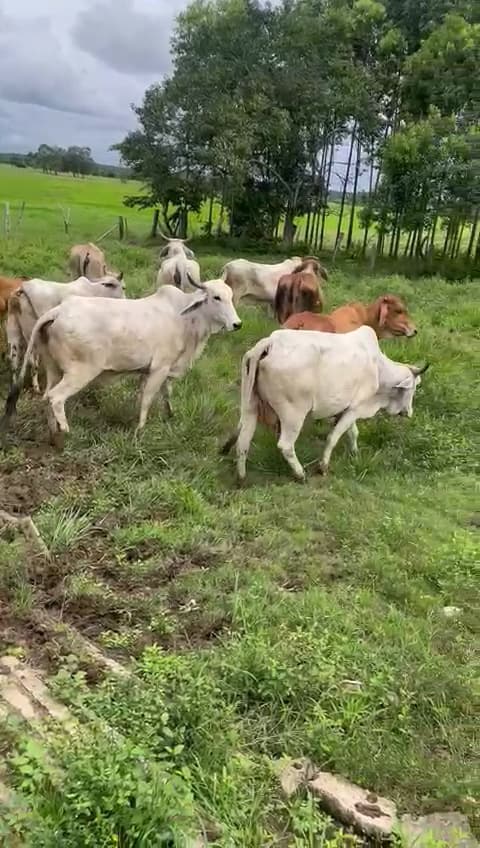 Vendo vacas gordas — 1