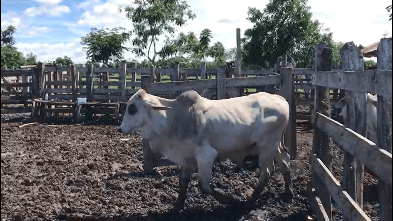 LOTE EXTRA DE NOVILLOS CEBÚ — 1