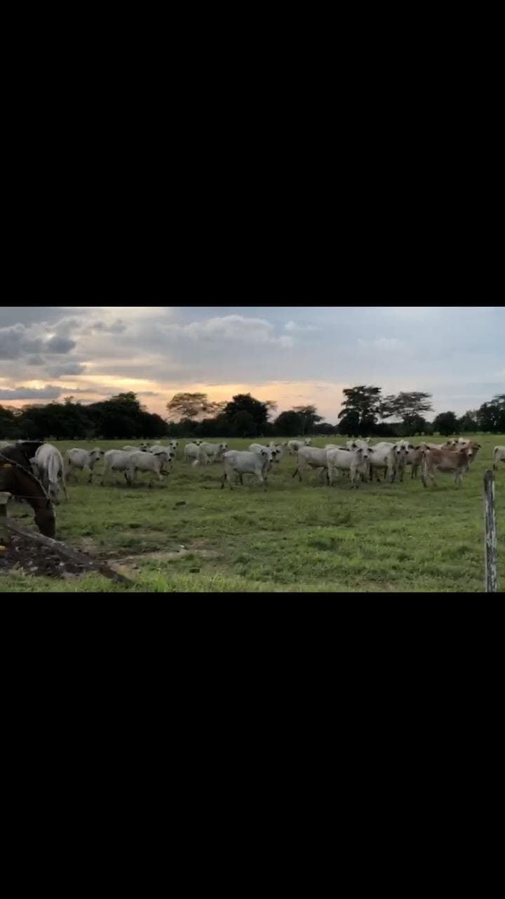Novillas Brahman por Cebú. — 1