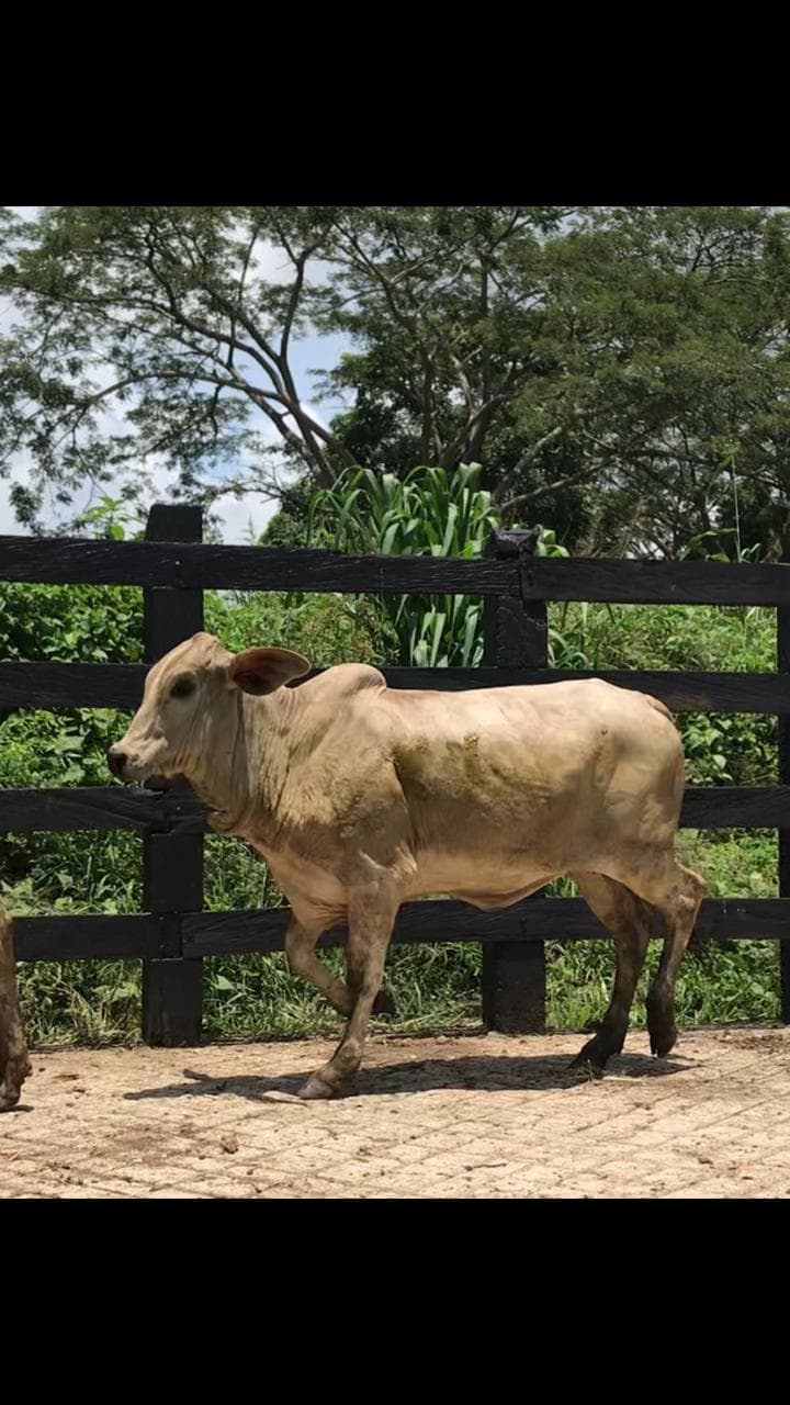 Novillas Cebú – Brahman. — 1