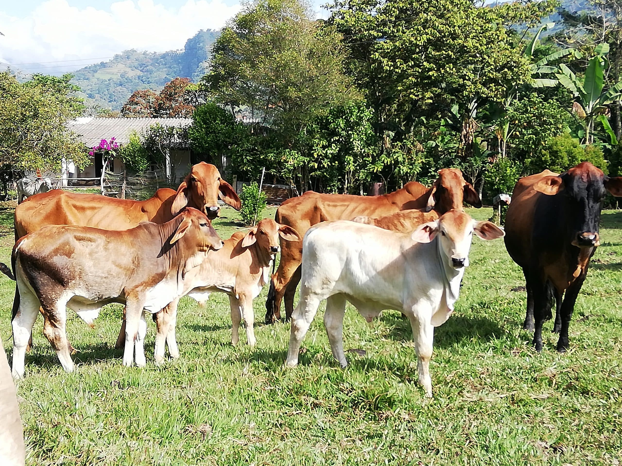 Vendo terneros destetos, novillas, vacas de cría, un toro