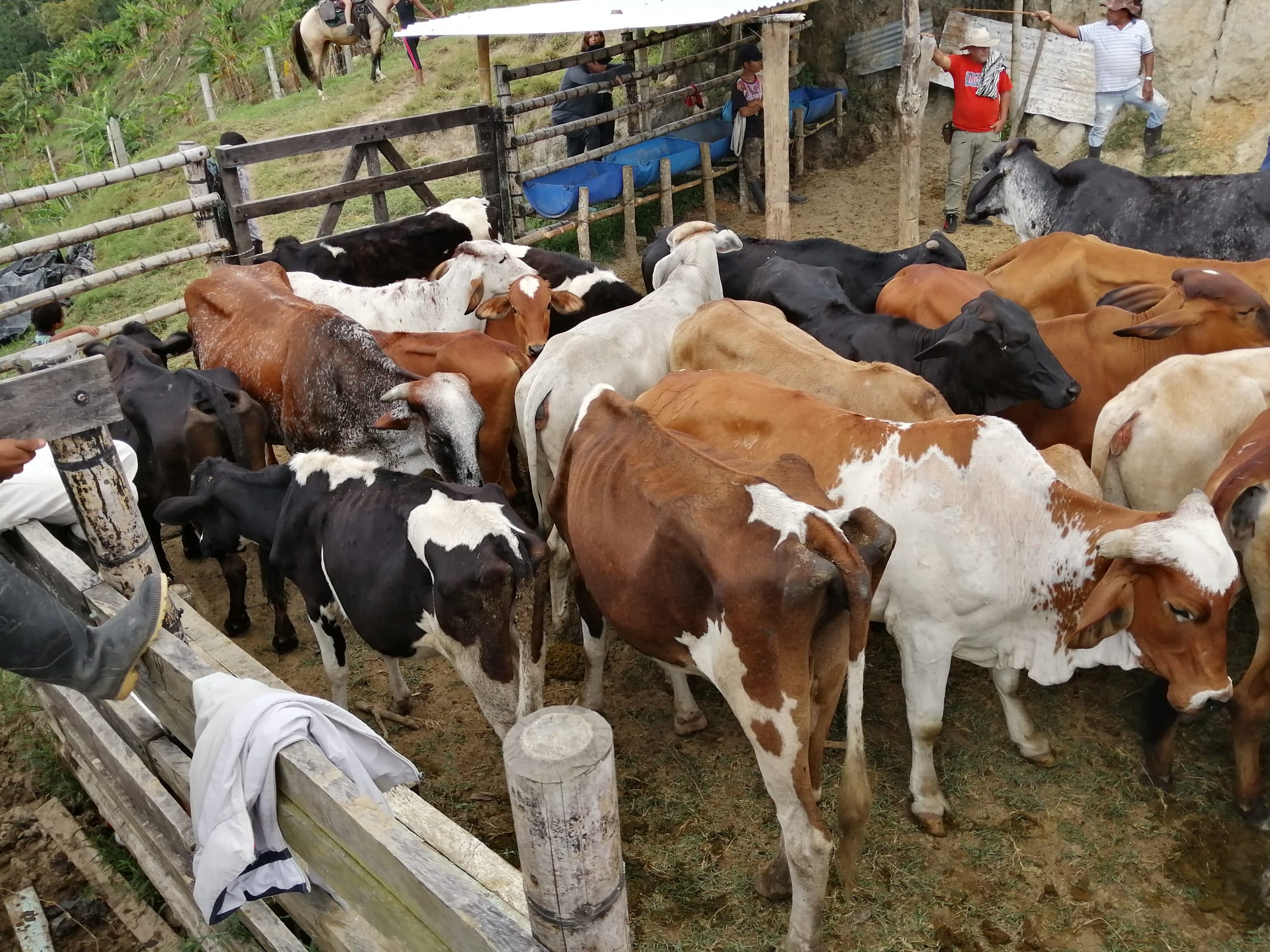Venta de ganado lote