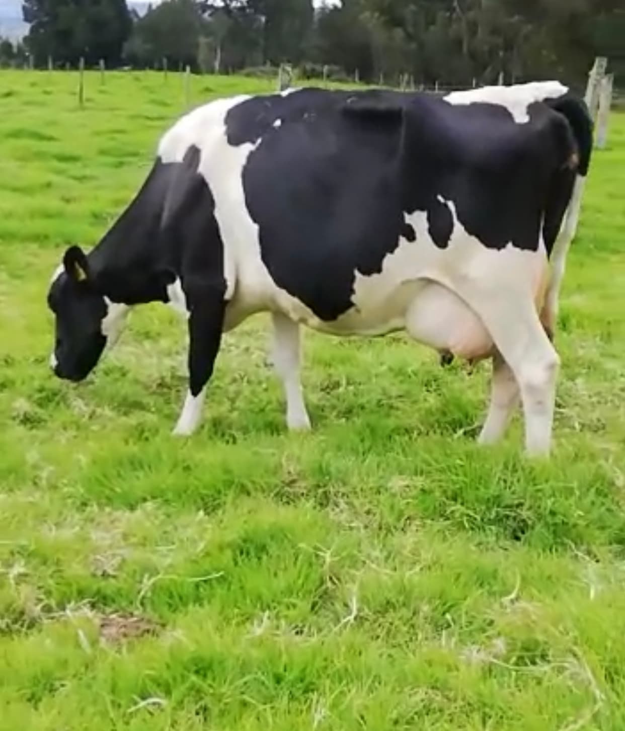 Vacas hostein de segundo parto próximas — 1