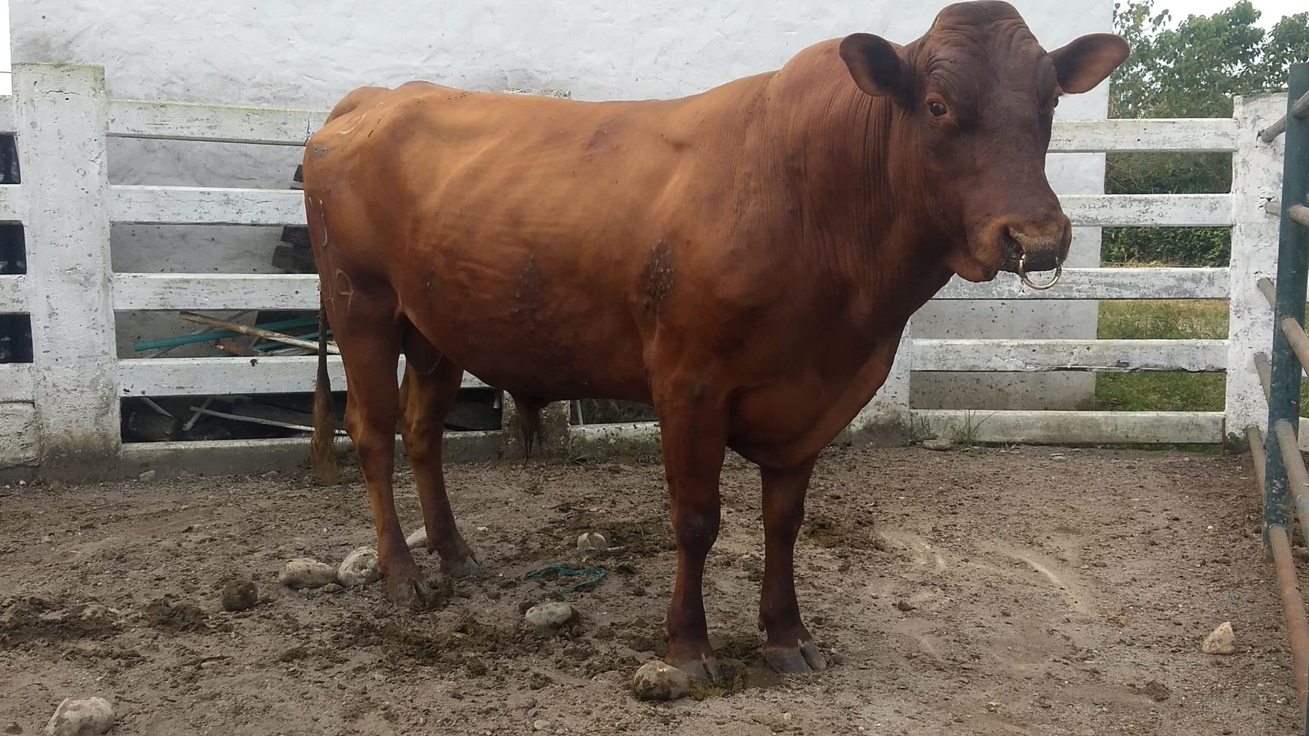 Harton del Valle Genómico y Registrado en Asocriollo