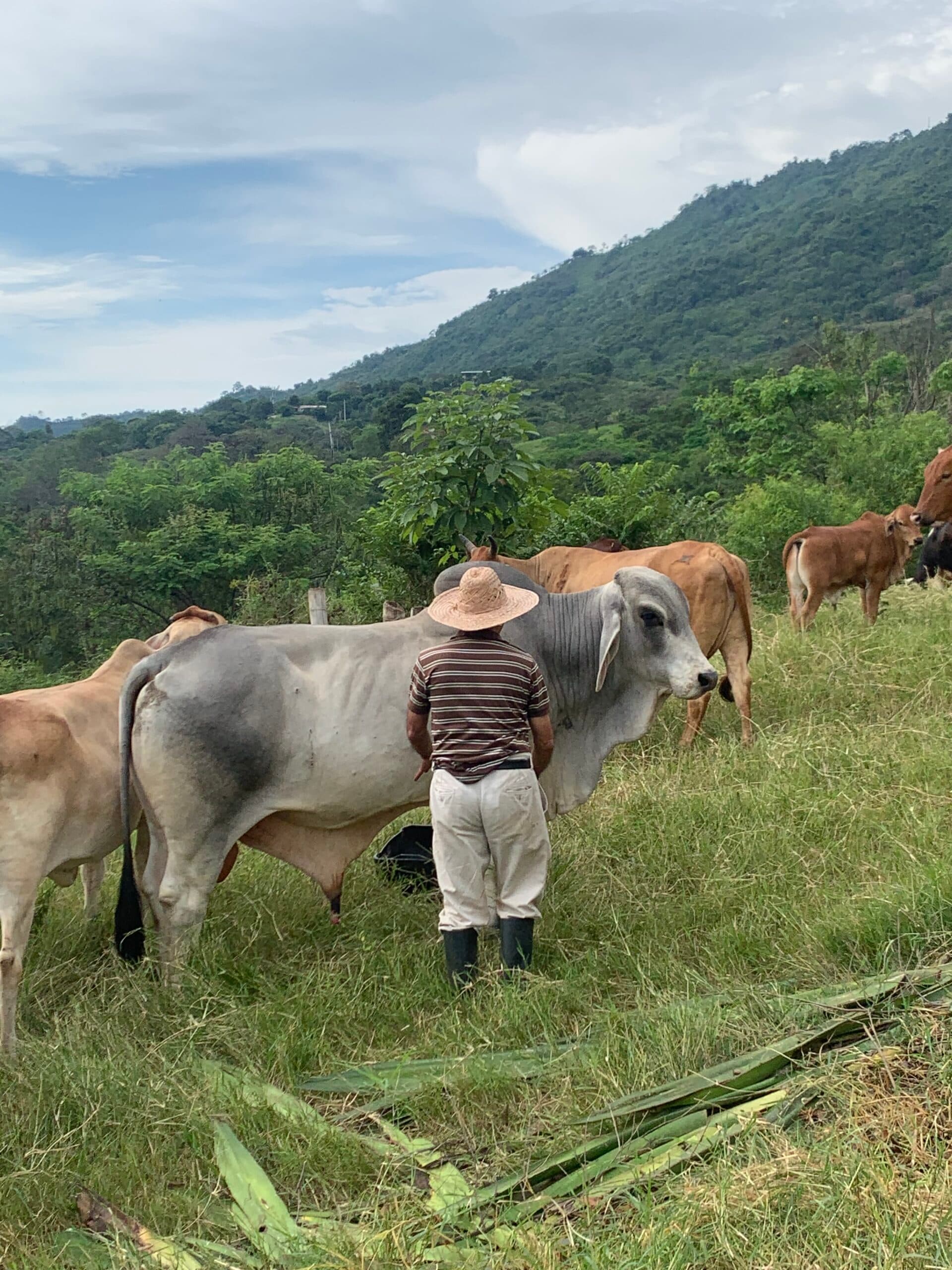 Toro brahmán puro amigable de 800 a 900 kilos — 1