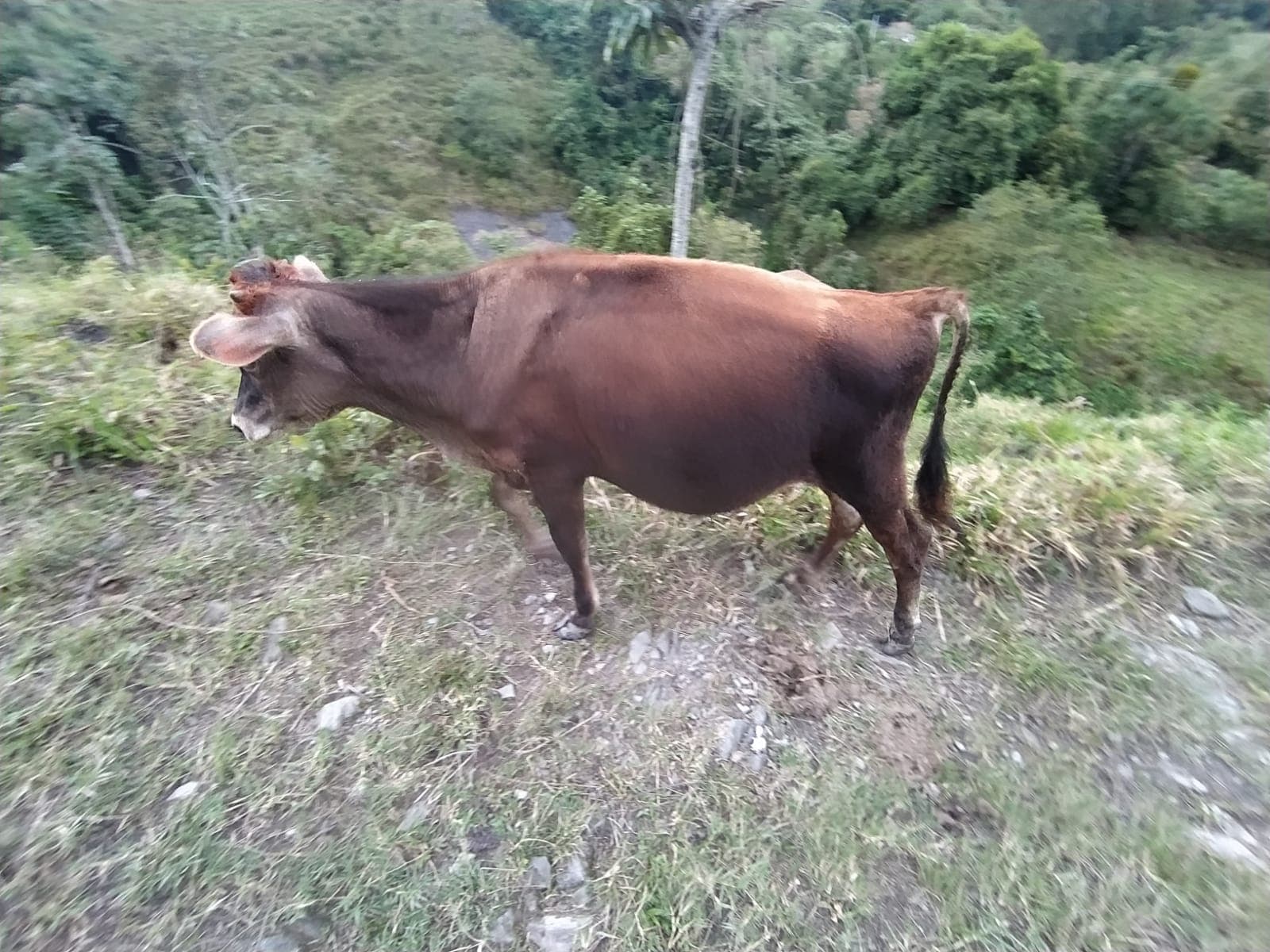 Ternero puro sin registro — 1