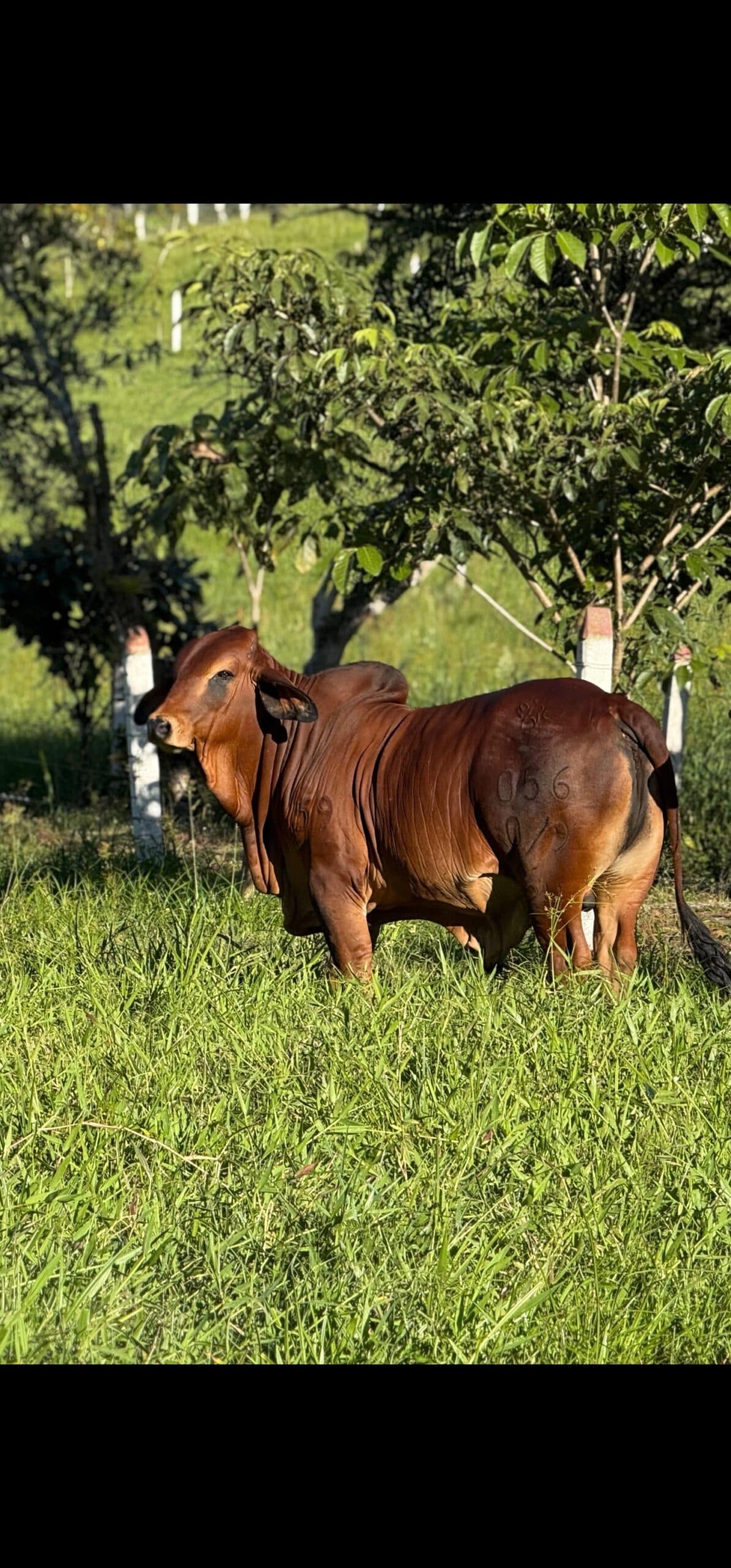 El Reproductor Soñado con apenas 19 meses y 620kg geneticamente el mejor