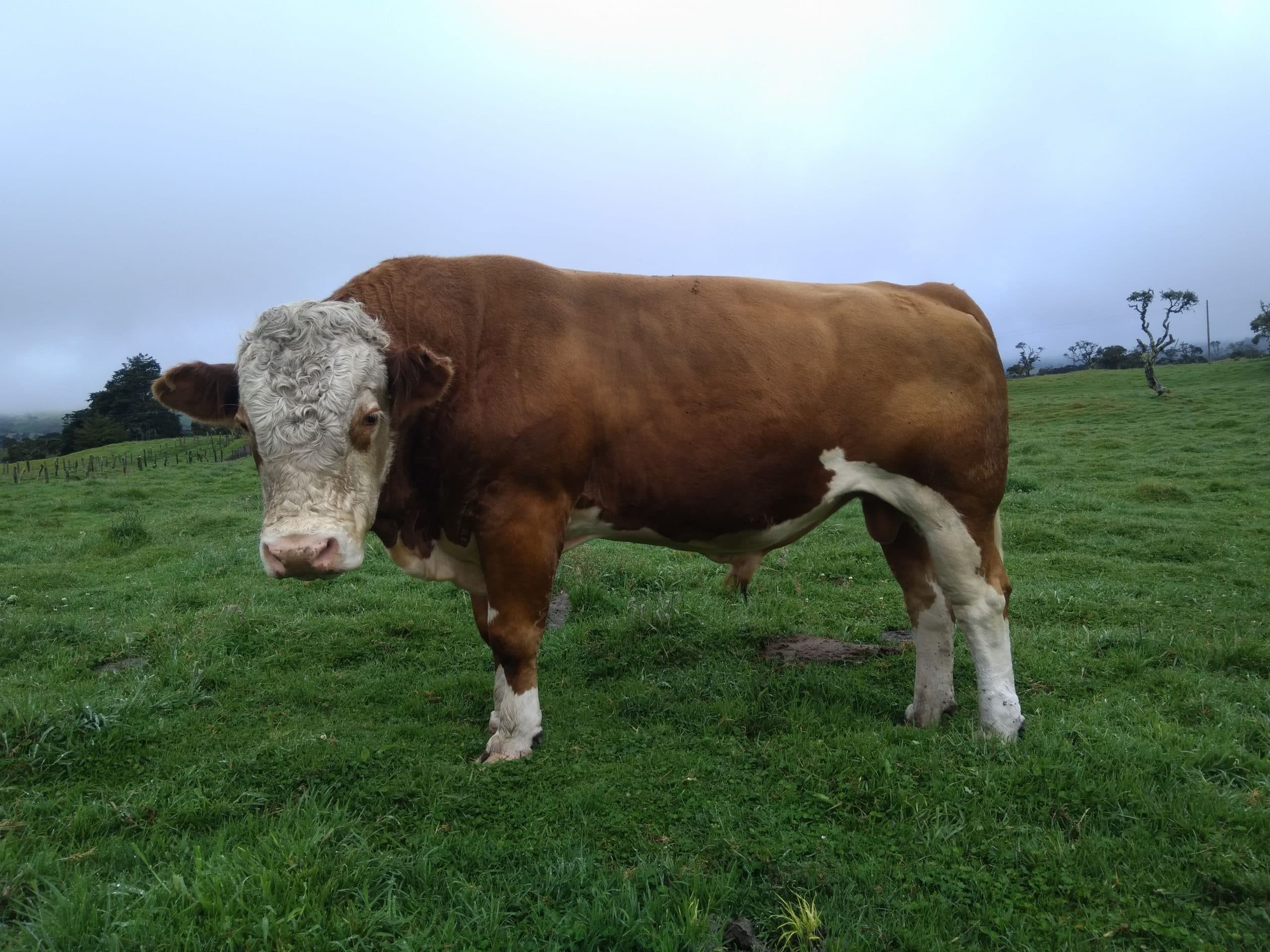 Toro Simmental Puro con Registro 4 años
